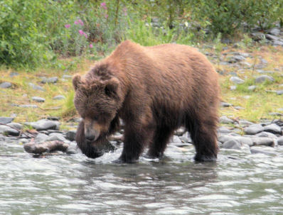 Kenai River Alaska Fly Fishing Report 2009 from Mystic Waters Kenai ...